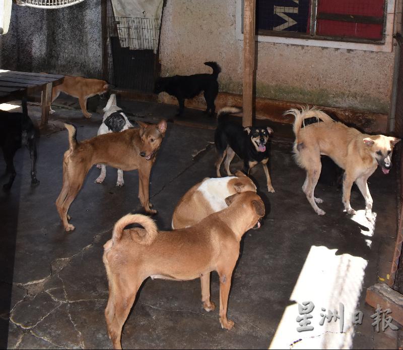 马六甲防虐动物协会（SPCA）目前照顾约300只狗，一个月需要200包狗粮。