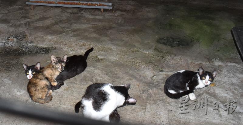 马六甲防虐动物协会每月需要25至30包猫粮来饲食所照顾的猫。