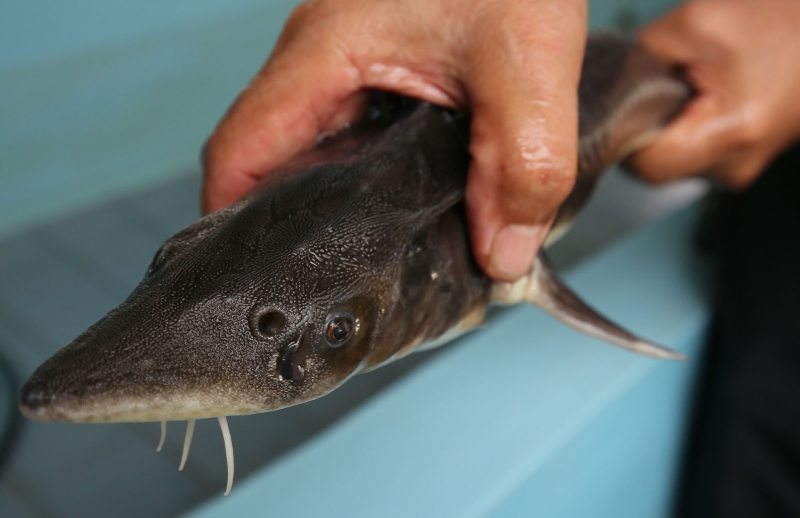 鲟龙鱼眼睛位于鱼头两侧，前面的鼻孔比眼睛更大。