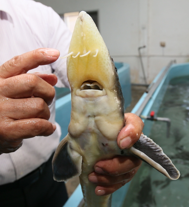 鲟龙鱼鱼嘴扁平，没有牙齿，嘴前4条感应触须拥有记忆、导航和搜寻食物功能。