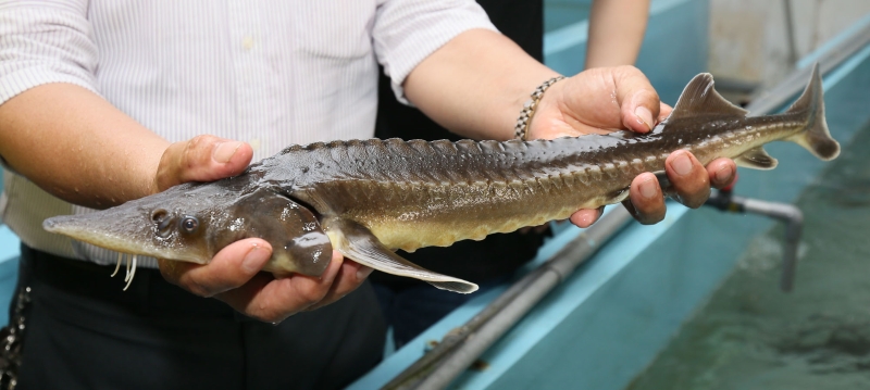 性格温驯的鲟龙鱼，身上五排鳞甲分别长在脊椎、左右两侧和腹下两排。