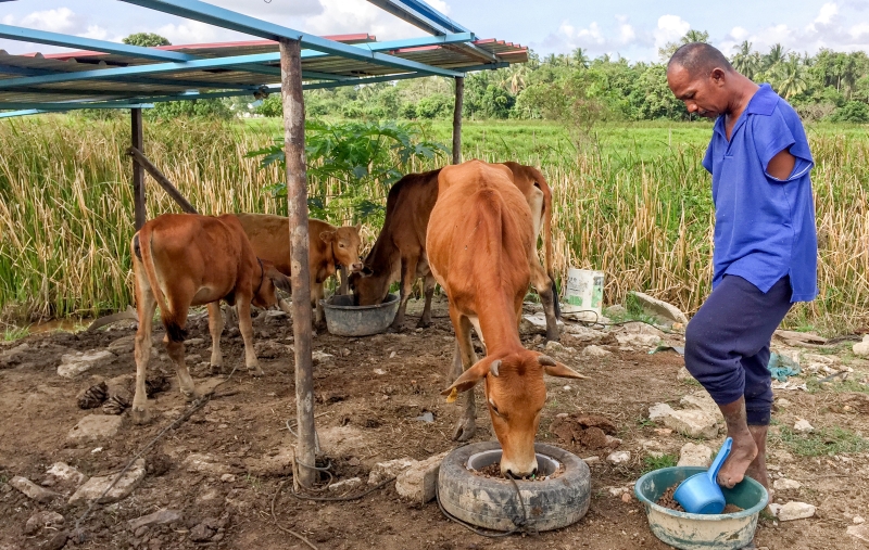 拉欣尤索夫通过养牛、卖牛，可谓迎来事业的“春天”，让一家五口的生活得到保障。