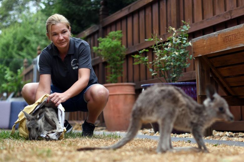Volunteer Sarah Price of wildlife rescue group WIRES taking care of rescued kangaroos at her home in Sydney. Photo courtesy: AFP