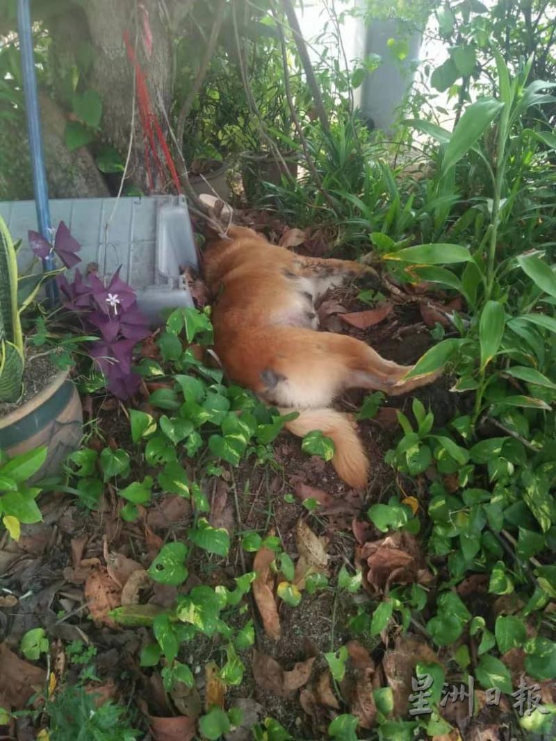 另一只流浪狗被发现时已经死在草丛里。