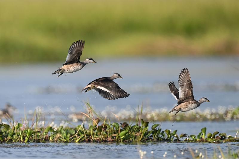 Cotton pygmy geese flying at Moeyungyi wetlands in Bago Division north of Yangon. The lake is home to 12 mammal varieties, 28 species of amphibians and reptiles, 33 kinds of insects, 59 migratory birds, 77 native birds, 44 fish species and 74 types of aquatic plants. Photo courtesy: AFP