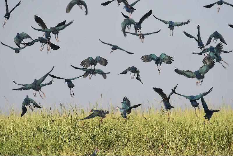 Grey-headed swamphen flying at Moeyungyi wetlands in Bago Division north of Yangon. The lake is home to 12 mammal varieties, 28 species of amphibians and reptiles, 33 kinds of insects, 59 migratory birds, 77 native birds, 44 fish species and 74 types of aquatic plants. Photo courtesy: AFP