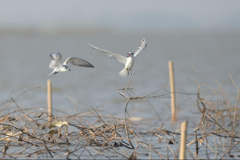 Whiskered tern birds flying at Moeyungyi wetlands in Bago Division north of Yangon. The lake is home to 12 mammal varieties, 28 species of amphibians and reptiles, 33 kinds of insects, 59 migratory birds, 77 native birds, 44 fish species and 74 types of aquatic plants. Photo courtesy: AFP
