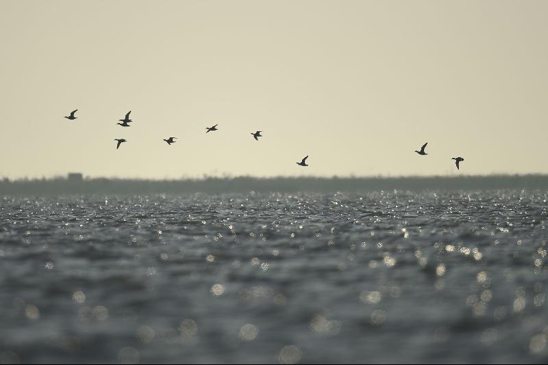 Cotton pygmy geese flying at Moeyungyi wetlands in Bago Division north of Yangon. The lake is home to 12 mammal varieties, 28 species of amphibians and reptiles, 33 kinds of insects, 59 migratory birds, 77 native birds, 44 fish species and 74 types of aquatic plants. Photo courtesy: AFP