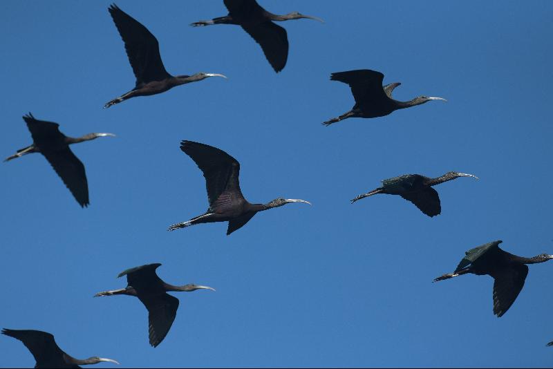 Glossy ibis birds flying at Moeyungyi wetlands in Bago Division north of Yangon. The lake is home to 12 mammal varieties, 28 species of amphibians and reptiles, 33 kinds of insects, 59 migratory birds, 77 native birds, 44 fish species and 74 types of aquatic plants. Photo courtesy: AFP