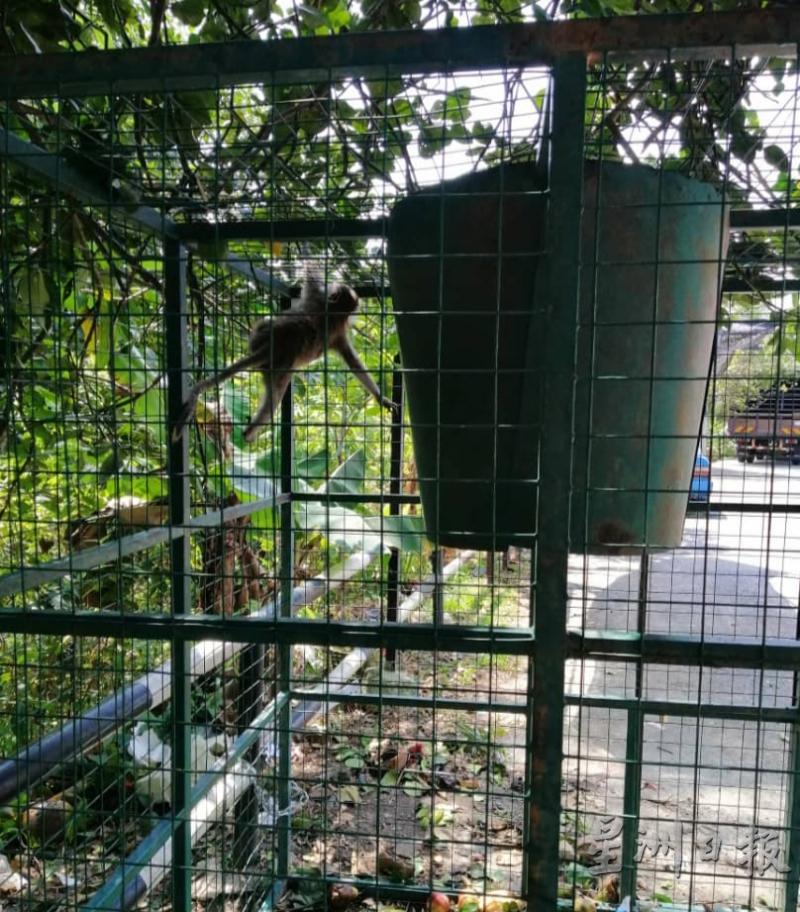 陈晓晴声称受伤的猴子早前掉入笼子时并没有受伤，她还拍下照片，可见猴子的长尾完好无缺，但次日却发现它被“断尾”，最后请求野生动物保护局前来拯救。