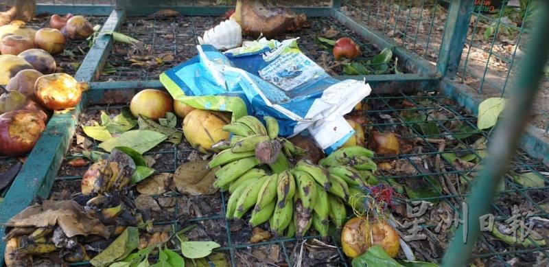 捕猴笼里不只是有很多水果腐烂，还有塑料袋垃圾，相信是一些居民故意“挑衅”猴子丢进里头。