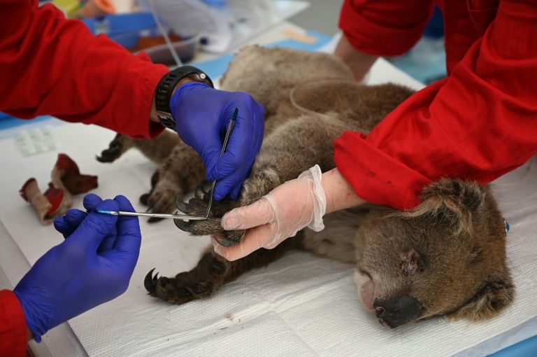 An injured koala is treated for burns by a vet at the Kangaroo Island Wildlife Park. Photo courtesy: AFP