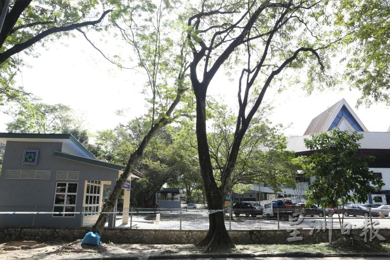 沙亚南市政厅用警戒线将摇摇欲坠的大树围起，不让民众靠近。