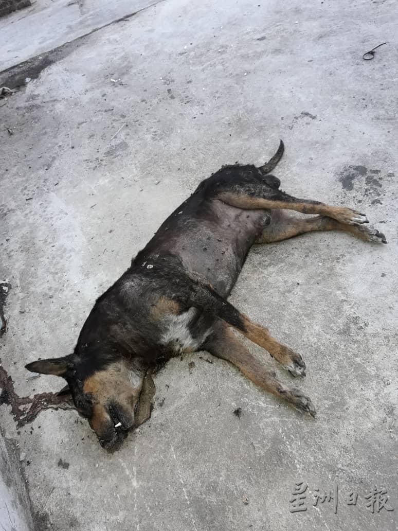 疑似中毒的流浪狗尸体被发现时都有呕吐物。