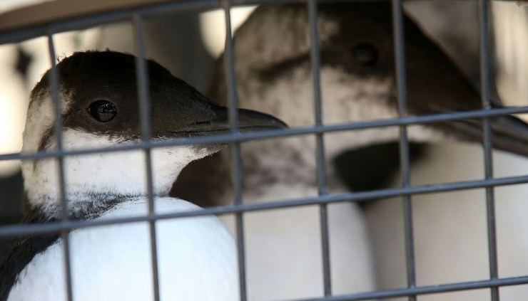 Common murres sit in a crate in Sausalito California awaiting release after they were rescued from starvation by International Bird Rescue. Photo courtesy: AFP