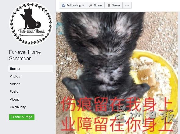 Fur-ever Home Seremban是由一群年轻义工组成，常会在脸书专页里发表文章灌输动保意识及谴责虐狗行为。

