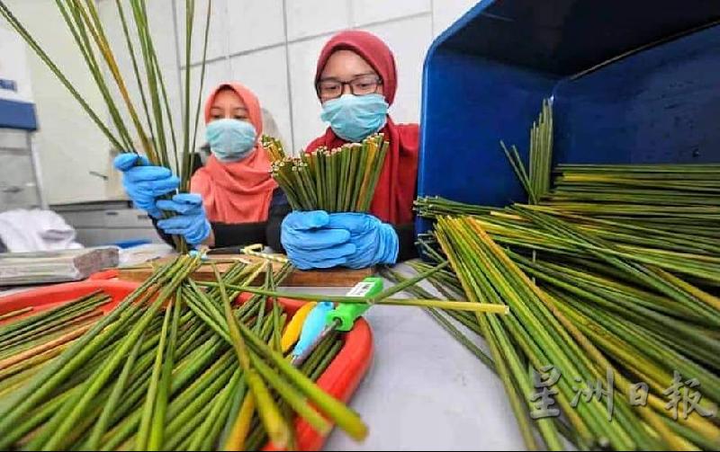参与研发的学生正仔细筛选适合的蒲草，以进一步处理成为天然草本吸管。