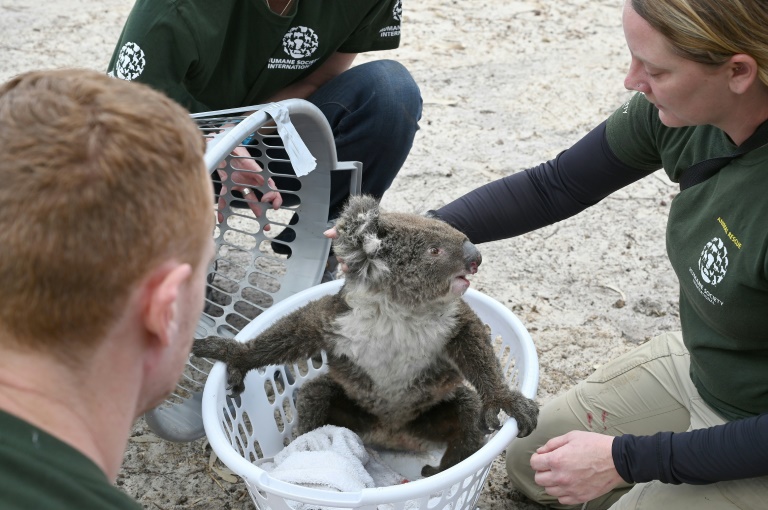 Rescued koalas are being taken to a makeshift sanctuary at Kangaroo Island's Wildlife Park. Photo courtesy: AFP