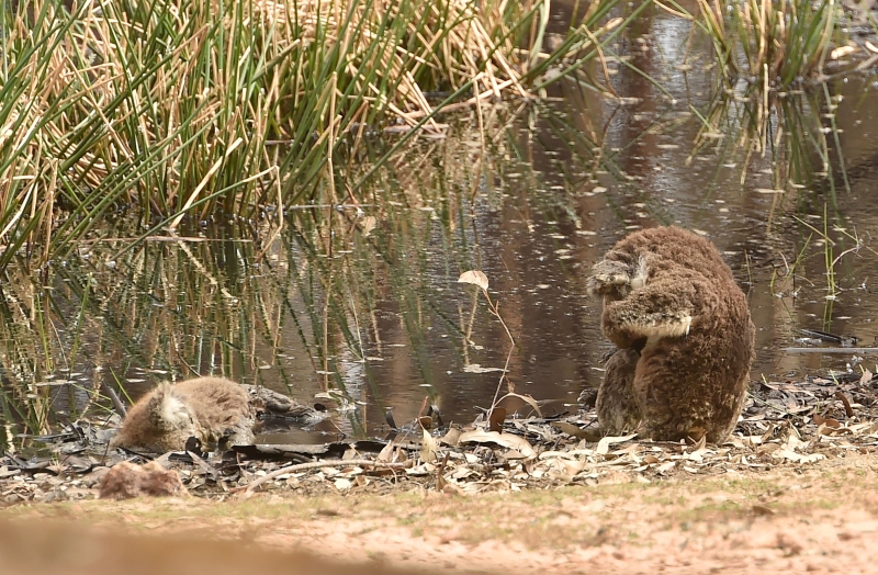 在澳洲袋鼠岛，周三一只受伤的树熊坐在河边将脸埋在胸前，旁边躺着死去的同伴。（图：法新社）