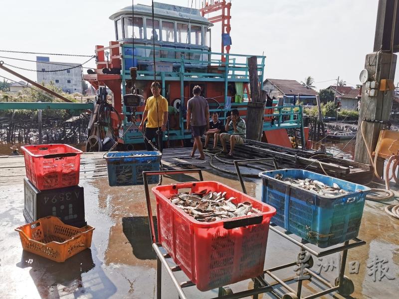 巴生滨海区今年新年期间的鱼获比往年来得少，因此或会发生“有钱买不到过年鱼”现象。
