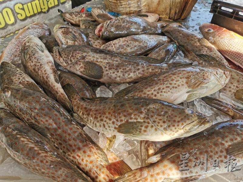 石斑的价格普遍维持在每公斤40令吉至50令吉左右，但有些渔贩所售卖的价格达每公斤55令吉。