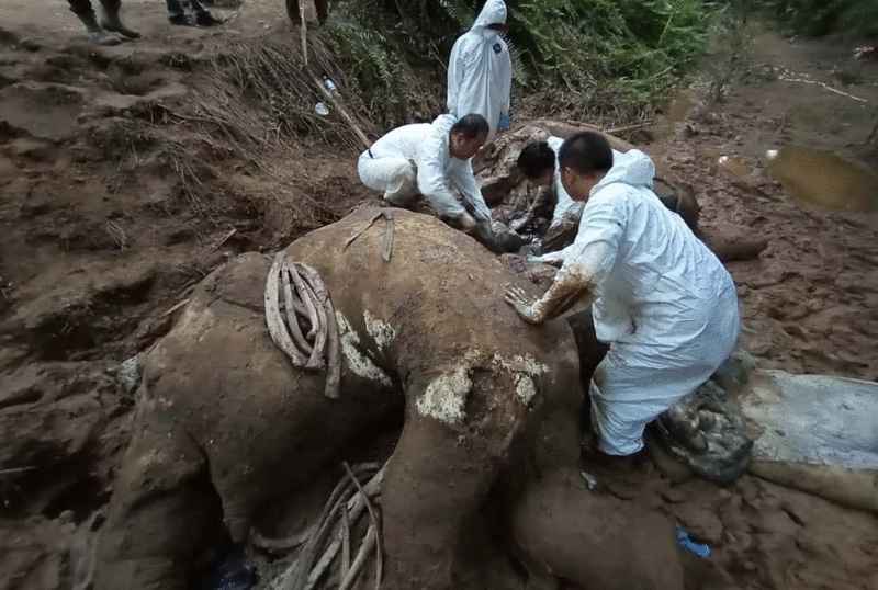 兽医去年10月在比鲁兰县调查被杀的野象尸骸。（档案图）
