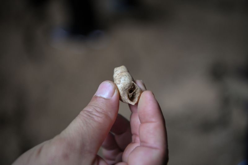 山洞里发现的史前文物包括螺壳为主的文物。