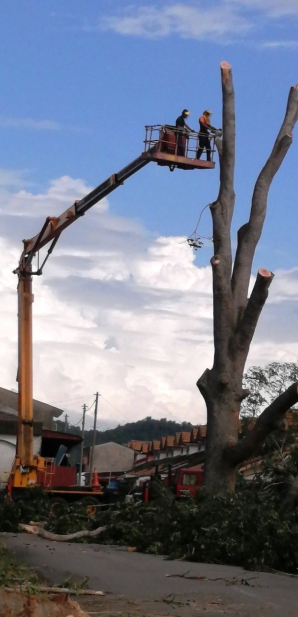 承包商出动升降机，以顺利展开砍树工作。