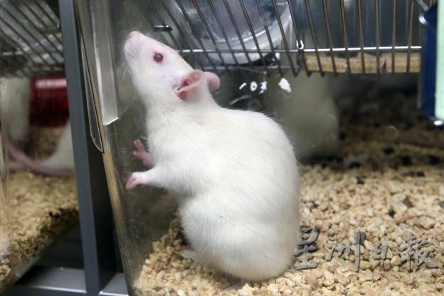 用于研究的老鼠其实分为大鼠和小鼠，两者拥有不同的特征及习性。