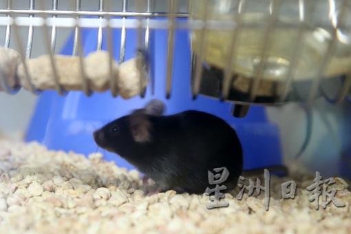 不只白老鼠，黑老鼠也同样用于实验。