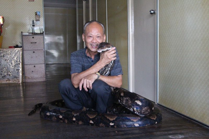 彭永祥与蟒蛇“彭蛇哥”一起生活超过30年，关系如家人般亲密。