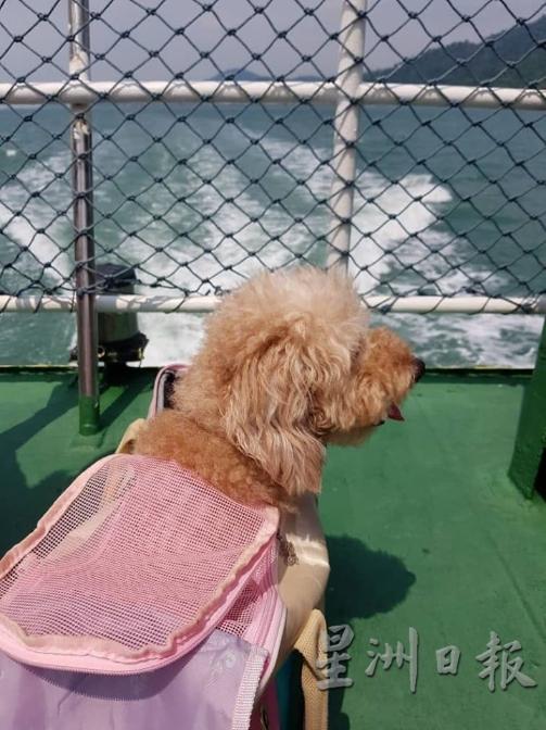 Choe Wyee老家在邦咯岛，所以每年都要塞车塞船与狗狗一起回家过年。