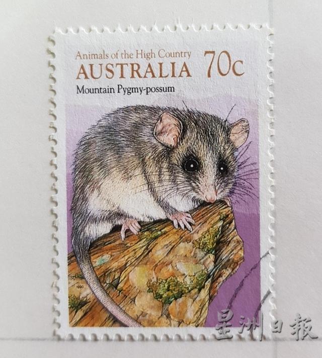 萌态可掬的山地侏儒负鼠(Mountain Pygmy-possum)，这种鼠的体型只有成年人手指头般大。这种负鼠分布在澳洲新南威尔士及维多利亚州，是澳洲评级濒危物种。