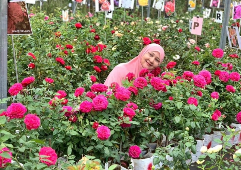 莎丽法玛泽迪一手打造的迷你玫瑰园让爱花者有机会看到各种颜色品种玫瑰花。