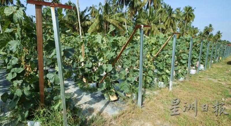 峇眼拿督钻石美人洋香瓜园栽种3000棵洋香瓜树。