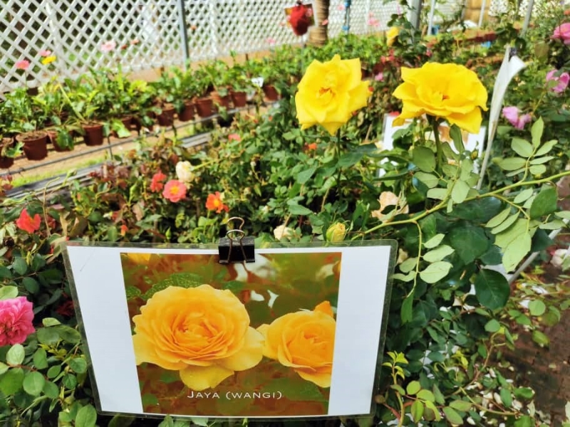 迷你玫瑰园的玫瑰都有标明品种，让人知道它们的身份。