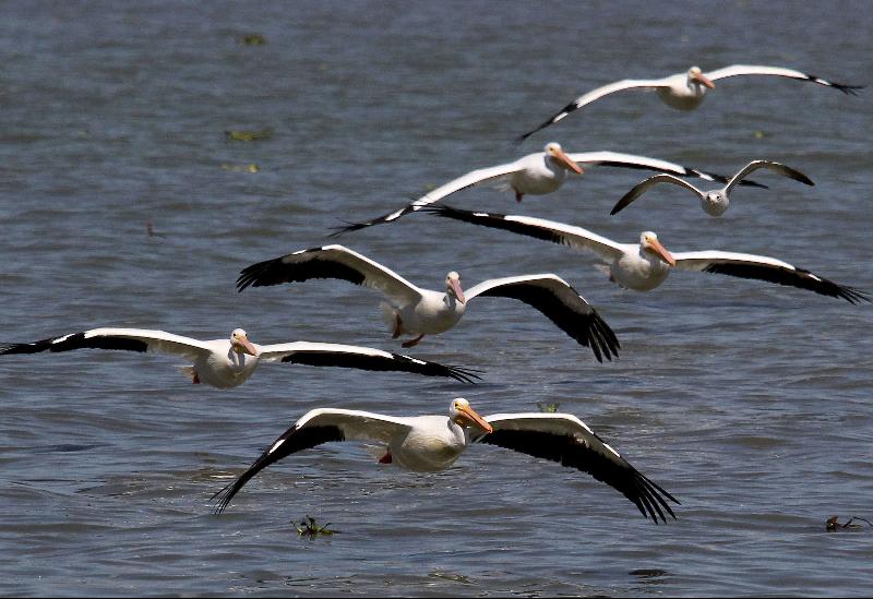 White pelicans, one of the largest birds from Canada and the United States, fly over the shore of the Chapala Lagoon in Cojumatlan, Mexico. AFP