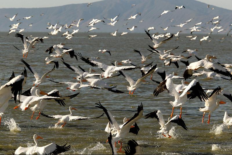 White pelicans, one of the largest birds from Canada and the United States, fly over the shore of the Chapala Lagoon in Cojumatlan, Mexico. AFP