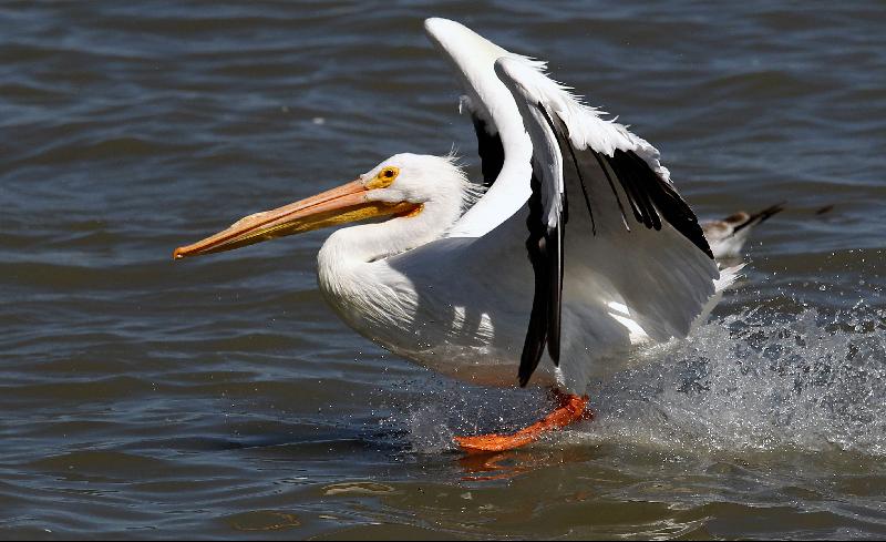 A White pelican, one of the largest birds from Canada and the United States, flies over the shore of the Chapala Lagoon in Cojumatlan, Mexico. AFP