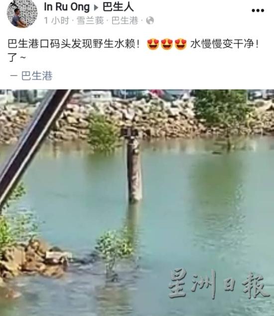 一名网友在脸书的“巴生人”群组发帖，并上传一段巴生港口发现野生“水獭”的视频。（图：星洲日报）