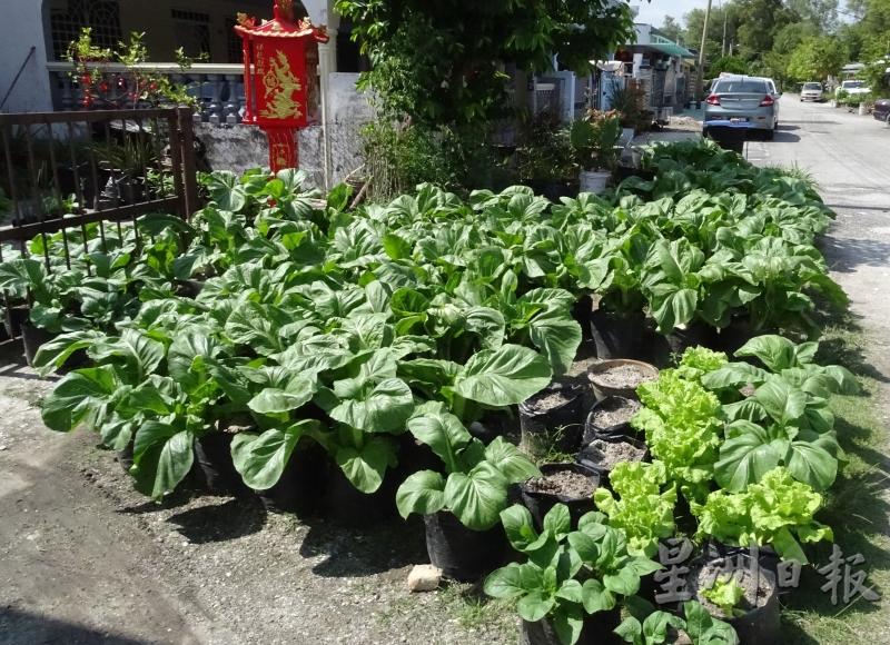 逢年过节，刘新添都会在自家门前种植芥菜，一般都会种植逾100棵左右。（图：星洲日报）