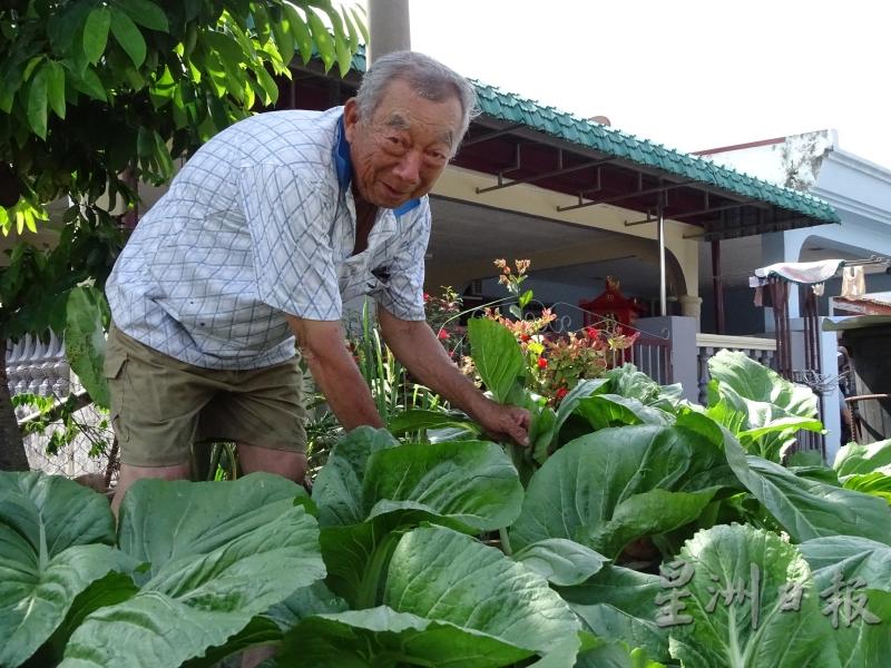 今年70岁的刘新添，已有逾20年种植芥菜的经验。（图：星洲日报）