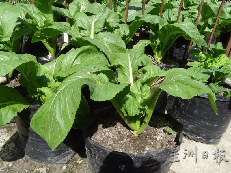 将芥菜种在塑料袋中可集中水分及肥料养分。（图：星洲日报）