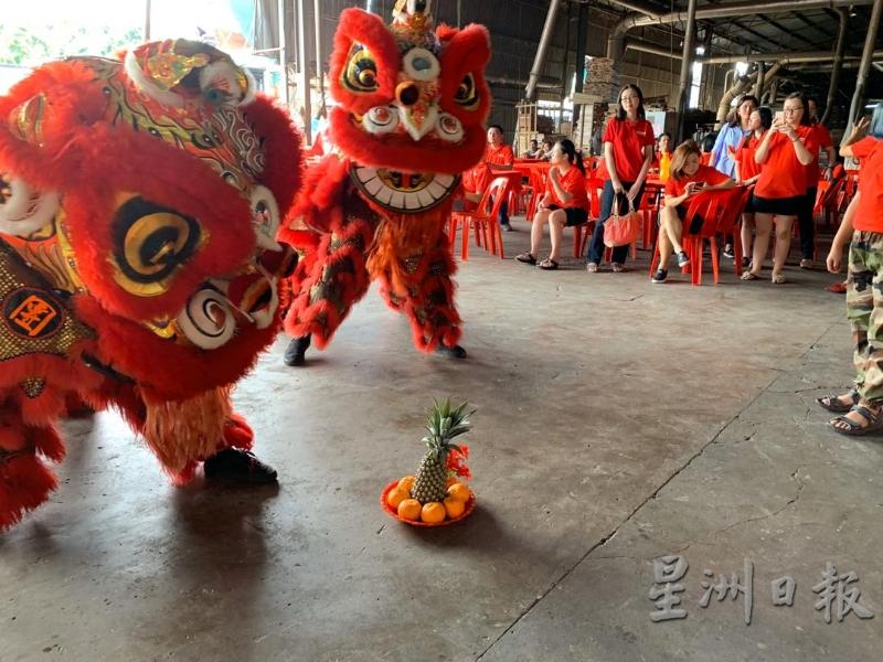 巴生中華獨中醒獅隊同樣非常積極在新年期間出隊，到許多商店、工廠及住家採青賀歲。