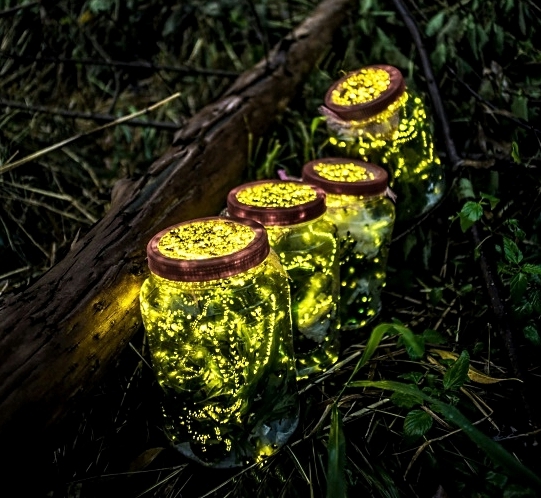 Artificial light, habitat loss and pesticides pose a grave threat to firefly species. AFP