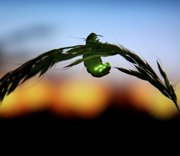 Fireflies are beetles that glow to attract a mate. AFP