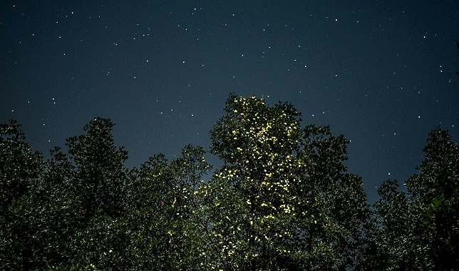One of Nature's most entrancing spectacles -- fireflies -- is also being snuffed out by artificial light pollution. AFP