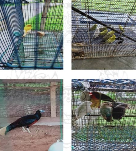 警方在国家财产保护行动中，救出21只受保护的飞禽。