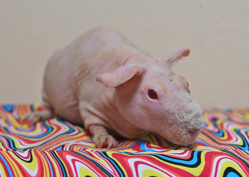 这只特殊的无毛天竺鼠天生红眼珠，加上肤色粉红白，因此被取名为Pinky。