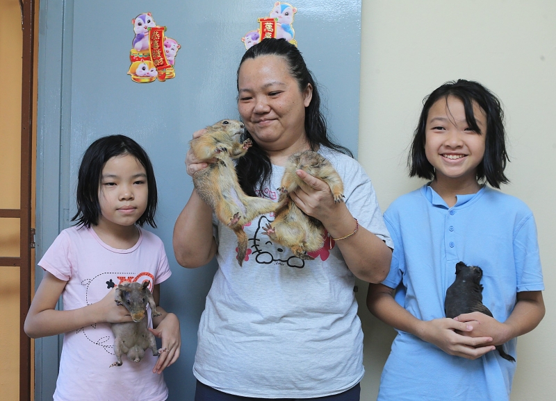 母女党主人叶小燕（中）、女儿钟欣颖（右）和钟弦恩（左）都疼爱土拨鼠与天竺鼠，每日给予细心照顾与呵护。